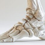 System stabilizacji stopy – Łuki stopy Budowa stopy i Łuki stopy