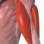 Mięsień dwugłowy ramienia