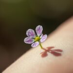 Kwiatek na kurzajki – naturalne metody leczenia Kwiatek na kurzajki
