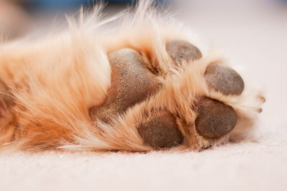 Ile goi się rozcięta poduszka u psa